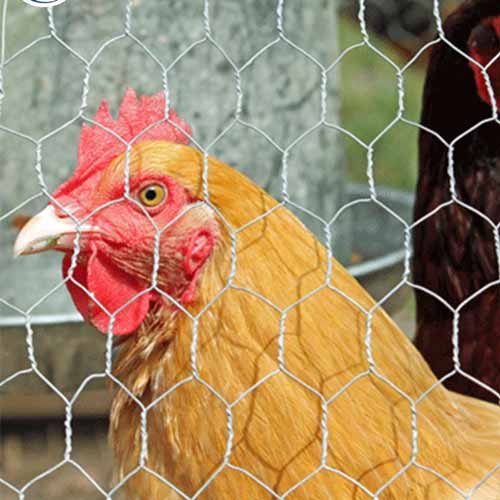 Hot-Dipped Galvanized Hexagonal Wire Mesh/PVC Coated Chicken Fence/Chicken/Rabbit Wire