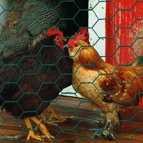 Hexagonal Poultry Netting Galvanized Chicken Wire Mesh Fence