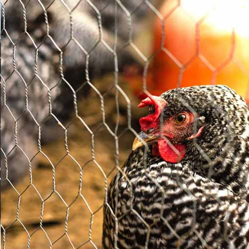 Galvanized Hexagonal Chicken Iron Wire Mesh Roll Hexagonal Wire Mesh