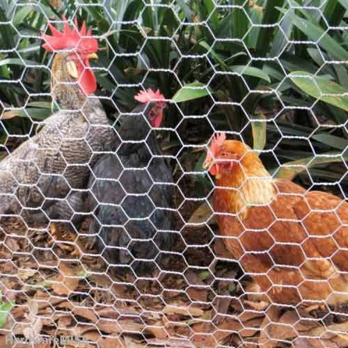 Fire-Resistant Chicken Wire Mesh - Safe for Indoor Applications