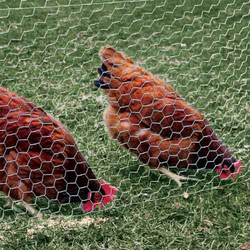 Garden Protection Using Chicken Wire Mesh