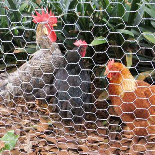 Protecting Poultry and Gardens with Chicken Wire Mesh Fence
